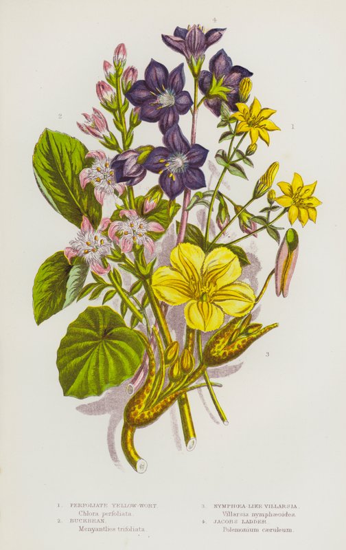 Blomstrende planter i Storbritannien: Perlemorsommerfugl, bukkeblad, nymfe-lignende vildvin, jakobsstige (farvelitografi) af English School