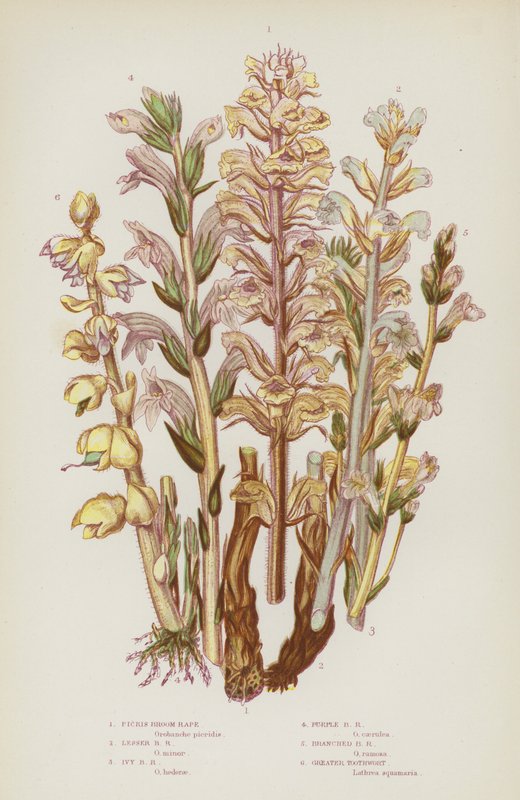 Blomstrende planter i Storbritannien: Pikriskost, lille kost, vedbendkost, purpurkost, grenet kost, stor tandbælg (farvelitografi) af English School
