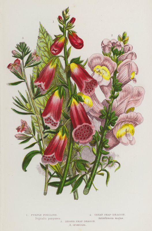 Blomstrende planter i Storbritannien: Lilla Foxglove, Great Snap-Dragon, Lesser Snap-Dragon (farve litho) af English School