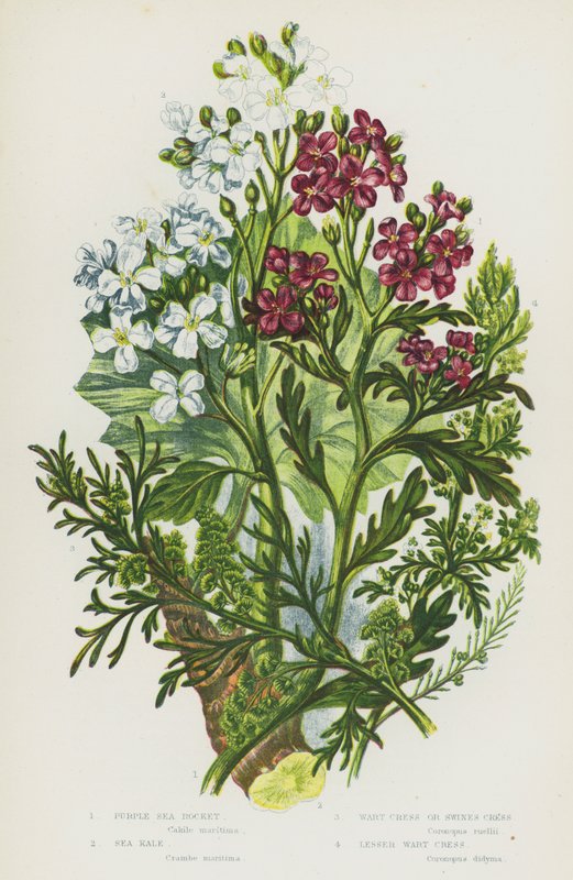 Blomstrende planter i Storbritannien: Lilla havraket, grønkål, vortekarse eller svinekarse, lille vortekarse (farve litho) af English School