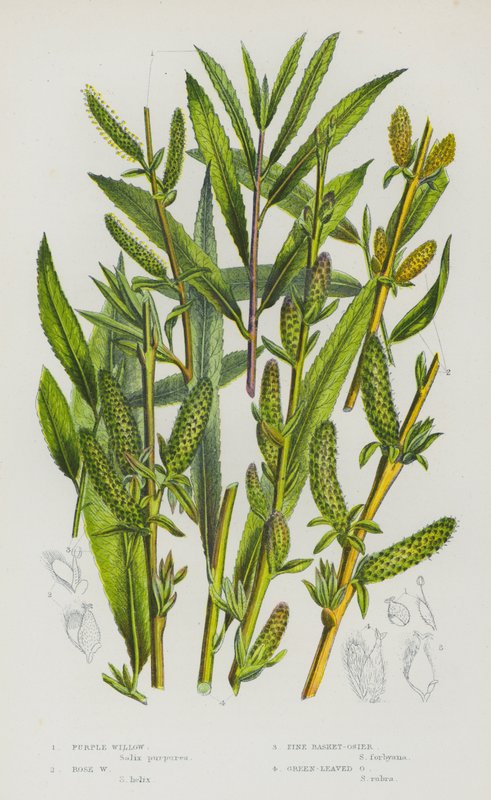 Blomstrende planter i Storbritannien: Purple Willow, Rose Willow, Pine Basket-Osier, Green-Leaved Osier (farve litho) af English School