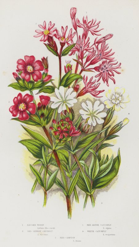 Blomstrende planter i Storbritannien: Ragged Robin, Red German Catchfly, Red Alpine Catchfly, White Catchfly, Red Campion (farve litho) af English School