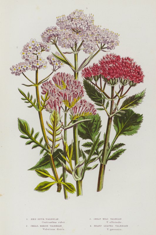 Blomstrende planter i Storbritannien: Red Spur Baldrian, Small Marsh Baldrian, Great Wild Baldrian, Heart Leaves Baldrian (farve litho) af English School