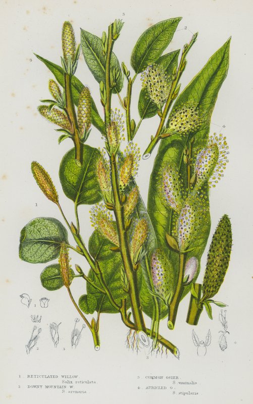 Blomstrende planter i Storbritannien: Reticulated Willow, Downy Mountain Willow, Common Osier, Auricled Osier (farvelitografi) af English School