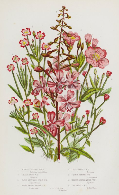 Blomstrende planter i Storbritannien: Rose-Bay Willow Herb, Stor Behåret Pileurt, Småblomstret Håret Pileurt, Bred Glatbladet Pileurt, Bleg Glatbladet Pileurt, Sqaure Stilket Pileurt, Smalbladet Marsh Willow Urt, Chickweed Lea af English School