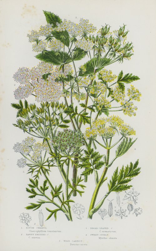 Blomstrende planter i Storbritannien: Ru kørvel, tawny frugtet kørvel, bredbladet kørvel, sød cicely, vild gulerod (farve litho) af English School