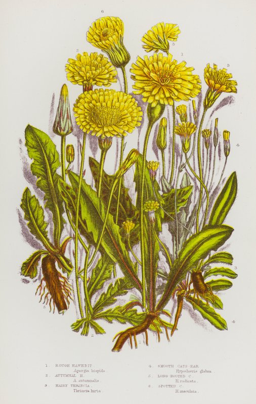 Blomstrende planter i Storbritannien: Rough Hawkbit, Autumnal Hawkbit, Hairy Thrincia, Glatte katte-ører, langrodede katte-ører, plettede katte-ører (farve litho) af English School