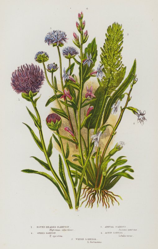 Blomstrende planter i Storbritannien: Rundhovedet Rampion, Spidset Rampion, Enårig Skvalderkål, Akrid Lobelia, Vand Lobelia (farvelitografi) af English School