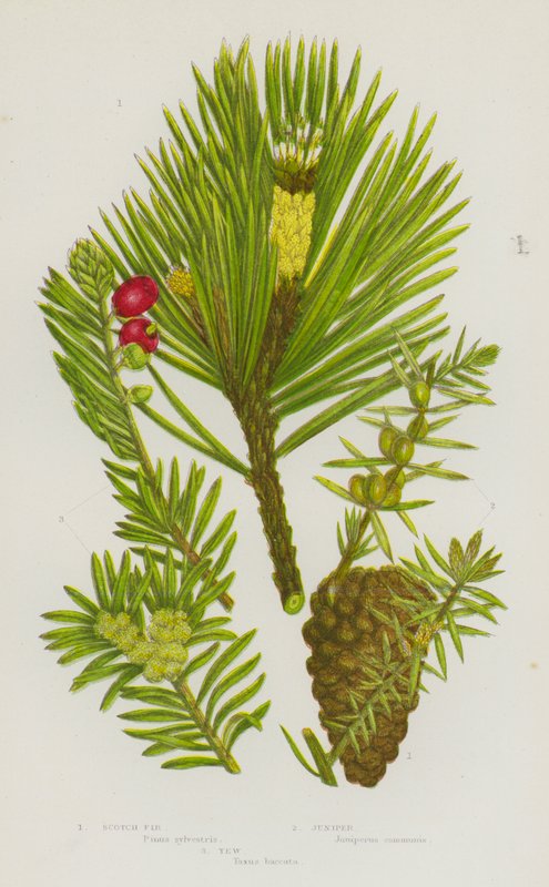 Blomstrende planter i Storbritannien: Scotch Gran, Juniper, Taks (farve litho) af English School