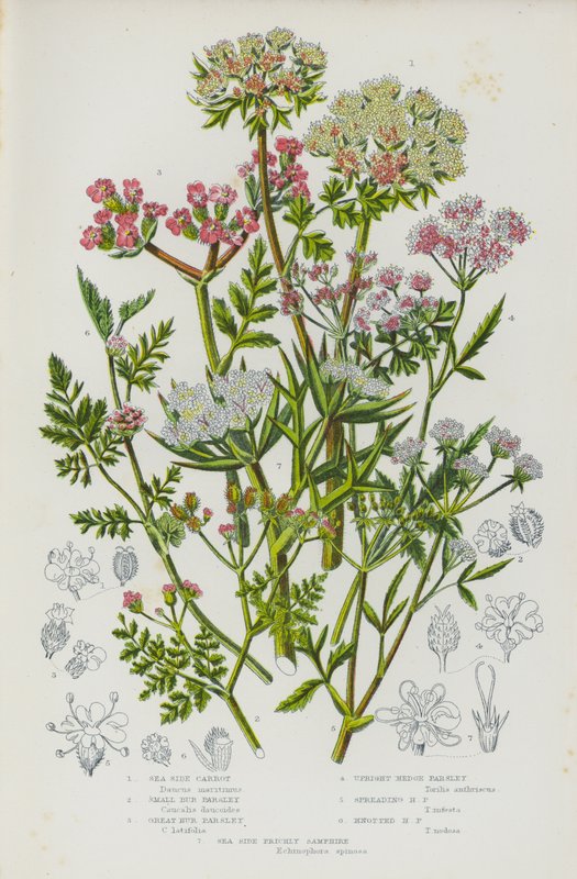 Blomstrende planter i Storbritannien: Sea Side Carrot, Small Bur Parsley, Great Bur Parsley, Upright Hedge Parsley, Spreading Hedge Parsley, Knotted Hed Parsley, Sea Side Prickly Samphire (farvelitografi) af English School