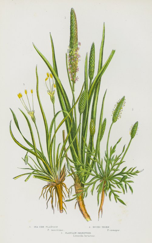 Blomstrende planter i Storbritannien: Strandvejbred, bukkehorn, strandvejbred (farvelitografi) af English School