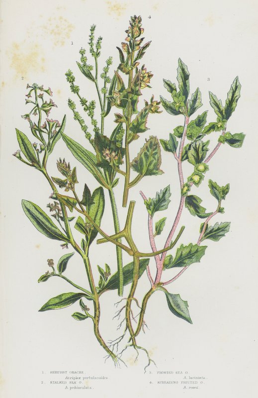 Blomstrende planter i Storbritannien: Shrubby Orache, Stalked Sea Orache, Frosted Sea Orache, Spreading Fruited Orache (farvelitografi) af English School