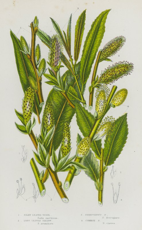 Blomstrende planter i Storbritannien: Silky Leaved Osier, Long Leaved Sallow, Ferruginous Sallow, Common Sallow (farvelitografi) af English School
