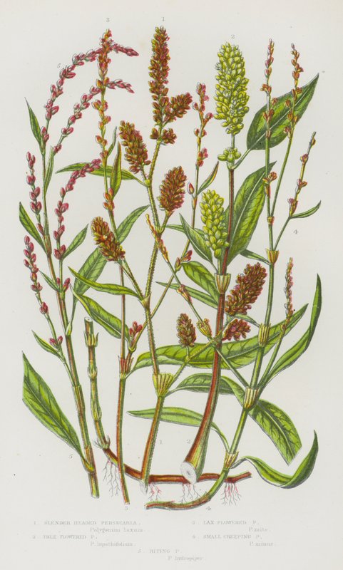 Blomstrende planter i Storbritannien: Slankhovedet persicaria, blegblomstret persicaria, slapblomstret persicaria, små krybende persecaria, bidende persecaria (farve litho) af English School