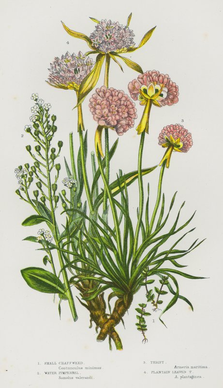 Blomstrende planter i Storbritannien: små avner, vandpimpernel, sparsommelighed, plantain Leaved Thrift (farve litho) af English School