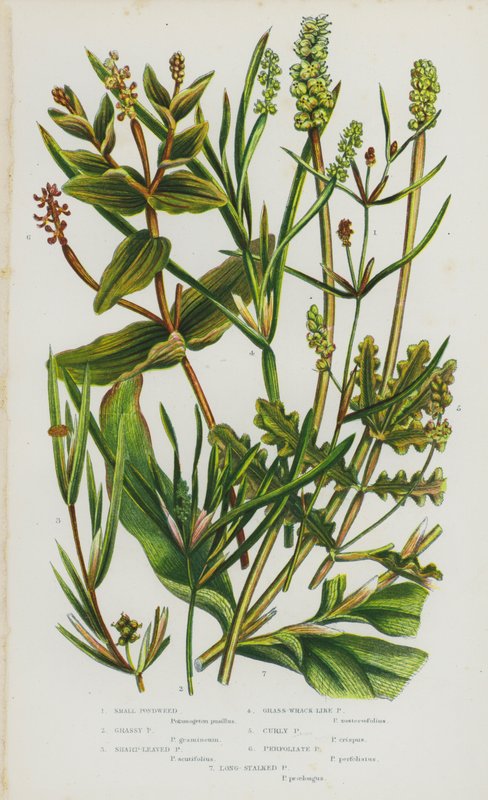Blomstrende planter i Storbritannien: Små tjerne, græsklædte tjerne, skarpbladede tjerne, græstang-lignende tjære, krøllet tjære, perfoliate tjære, langstilket tjerne (farve litho) af English School