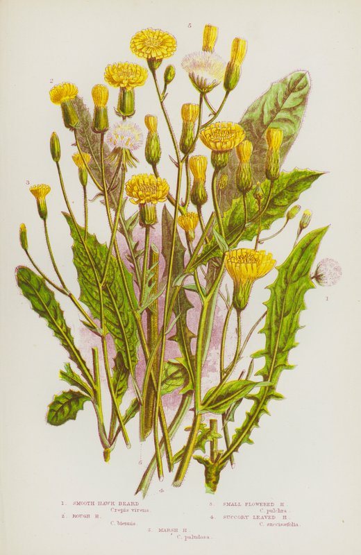 Blomstrende planter i Storbritannien: Glat høgeskæg, Rough Hawk Beard, Small Flowered Hawk Beard, Succory Leaved Hawk Beard, Marsh Hawk Beard (farvelitografi) af English School