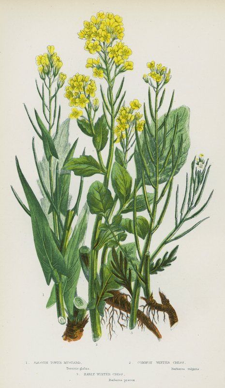 Blomstrende planter i Storbritannien: Glattårnsennep, almindelig vinterkarse, tidlig vinterkarse (farve litho) af English School