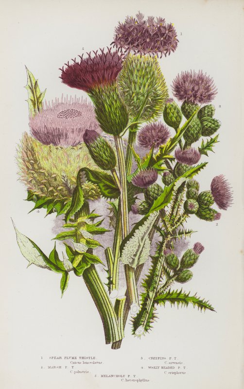 Blomstrende planter i Storbritannien: Spear Plume Thistle, Marsh Plume Thistle, Creeping Plume Thistle, Woolly Headed Plume Thistle, Melancholy Plume Thistle (farvelitografi) af English School
