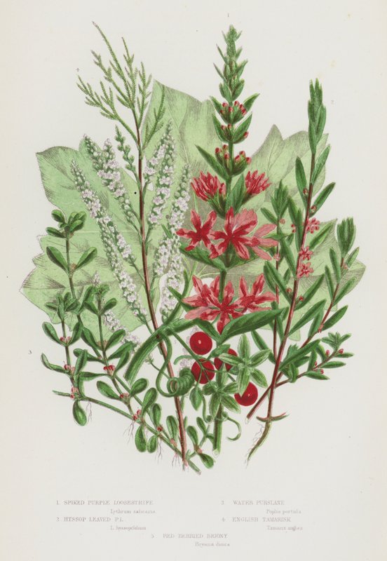 Blomstrende planter i Storbritannien: Spiked Purple Loosestrife, Isop Leaved Purple Loosestrife, Water Pursiane, English Tamarisk, Red Berried Briony (farve litho) af English School