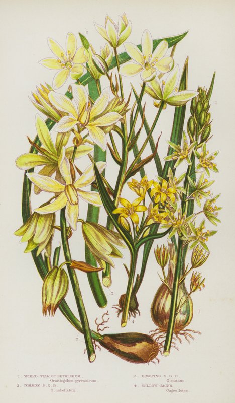Blomstrende planter i Storbritannien: Spiked Star of Bethlehem, Common Star of Bethlehem, Drooping Star of Bethlehem, Yellow Gager (farve litho) af English School