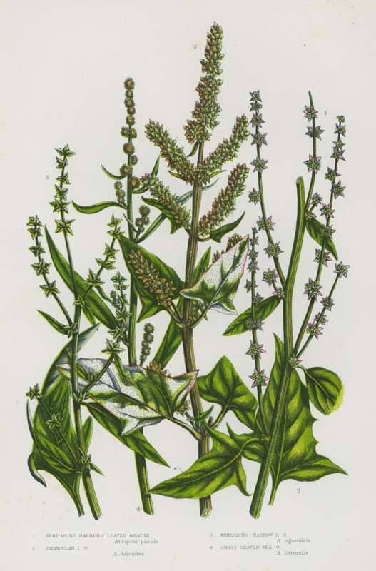 Blomstrende planter i Storbritannien: Spredning af hellebardblade, trekantet blade, sprede smal orche, græsblade (farve litho) af English School