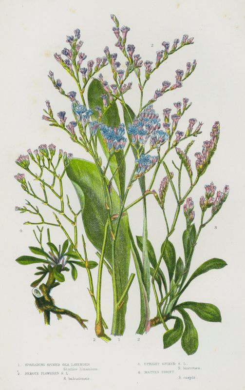 Blomstrende planter i Storbritannien: Spredning af pigget havlavendel, fjernblomstret havlavendel, opretstående pigget havlavendel, matteret sparsommelighed (farve litho) af English School