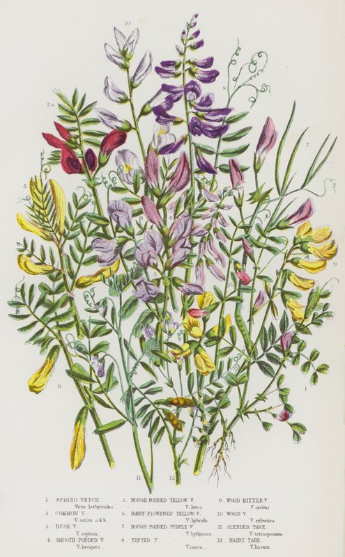Blomstrende planter i Storbritannien: Forårsvikke, almindelig vikke, buskvikke, glatpodded vikke, rubelagt gul vikke, behåret-blomstret gul vikke, ru podded lilla vikke, tuftevikke, træbitter vikke, skovvikke, slank tara , Behåret Tara (farve af English School