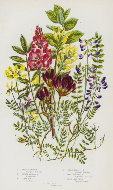 Blomstrende planter i Storbritannien: Sweet Milk-Vetch, Purple Mountain Milk-Vetch, Alpine Milk-Vetch, Common Bird