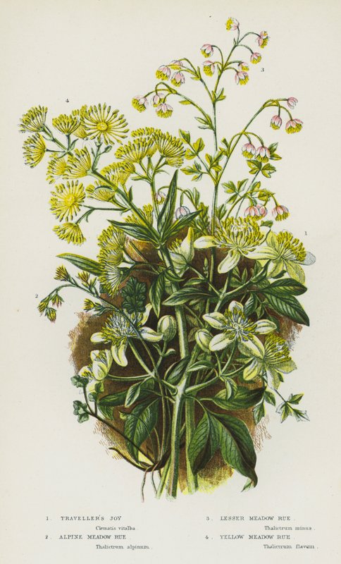 Blomstrende planter i Storbritannien: Traveller