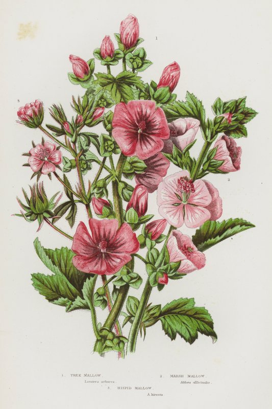 Blomstrende planter i Storbritannien: Tree Mallow, Marsh Mallow, Hispid Mallow (farvelitografi) af English School