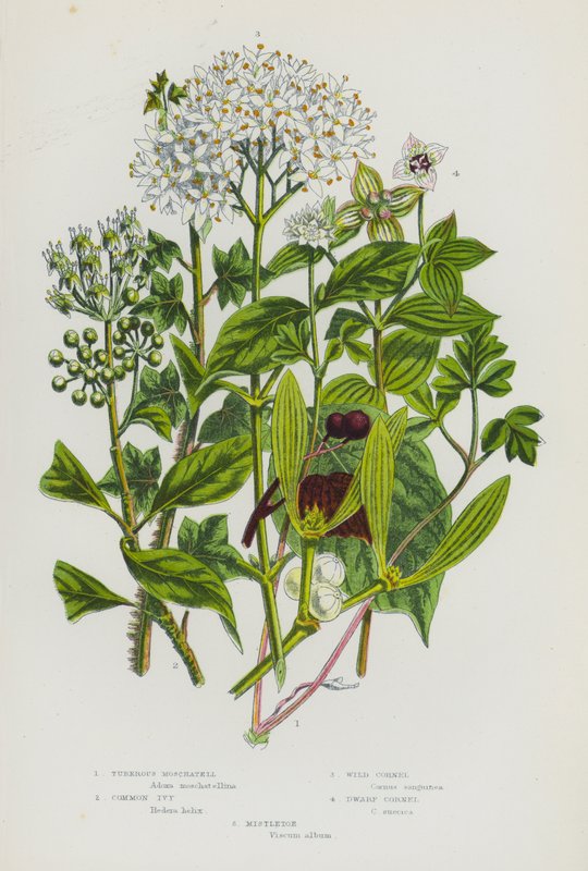 Blomstrende planter i Storbritannien: Knoldet Moschatell, Almindelig Vedbend, Vild Kornel, Dværg Kornel, Mistelten (farvelitografi) af English School
