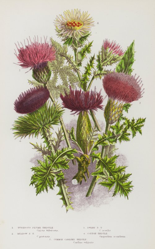 Blomstrende planter i Storbritannien: Knoldet tidsel, Eng-tidsel, Dværg-tidsel, Bomulds-tidsel, Kær-tidsel (farvelitografi) af English School