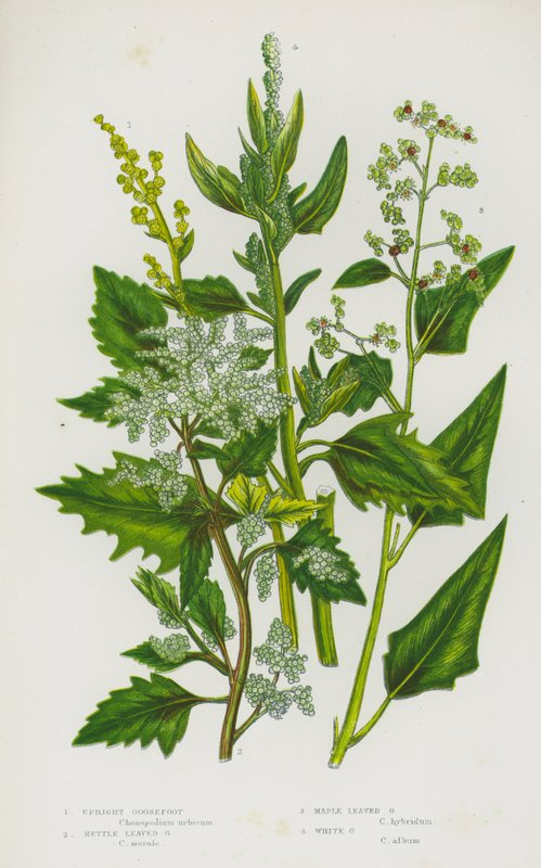 Blomstrende planter i Storbritannien: Opretstående gåsefod, brændenældeblad gåsefod, ahornbladgåsefod, hvid gåsefod (farve litho) af English School