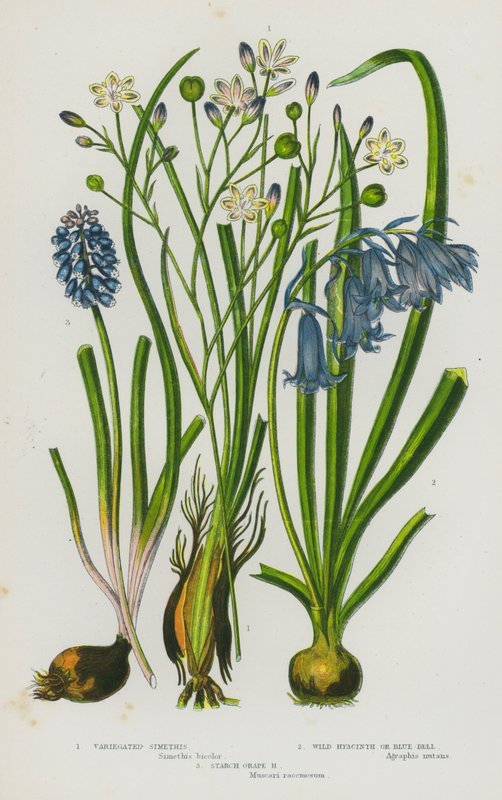 Blomstrende planter i Storbritannien: broget simethis, vild hyacint eller blåklokke, stivelsesdruehyacint (farve litho) af English School