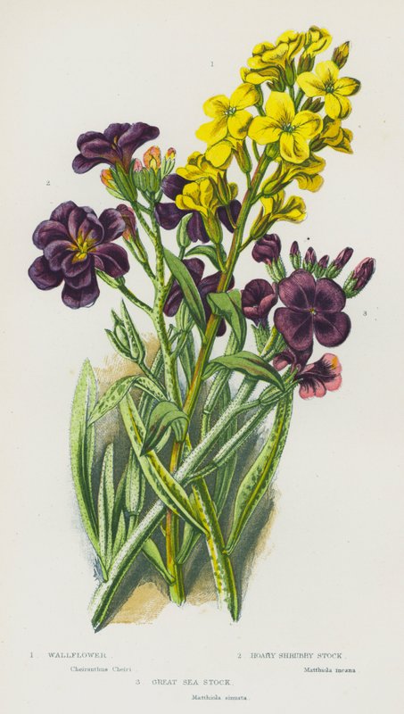 Blomstrende planter i Storbritannien: Wallflower, Hoary Shrubby Stock, Great Sea Stock (farvelitografi) af English School