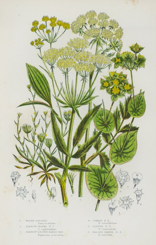 Blomstrende planter i Storbritannien: Vandpastinak, Smalbladet Vandpastinak, Smalbladet Hareøre, Almindelig Hareøre, Slanke Hareøre, Falcate-Leaved Hares Ear (farve litho) af English School