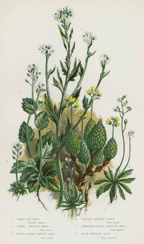 Blomstrende planter i Storbritannien: Vandsylurt, Vernal Whitlow Grass, Yellow Alpine Whitlow Grass, Twisted Whitlow Grass, Speedwell-leaved Whitlow Grass, Rock Whitlow Grass (farve litho) af English School