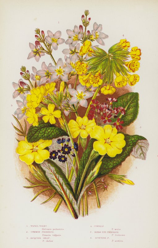 Blomstrende planter i Storbritannien: Vandviol, almindelig Primrose, Jacquins Oxlip, Cowslip, Birds Eye Primrose, Scottish Primrose (farve litho) af English School