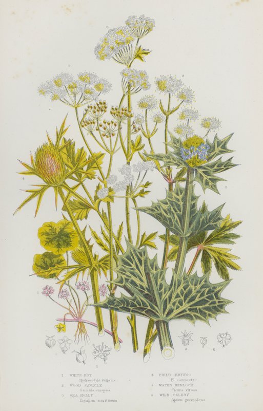 Blomstrende planter i Storbritannien: Hvid råd, træsanik, havkristtorn, markeryngo, vandhemlock, vild selleri (farve litho) af English School