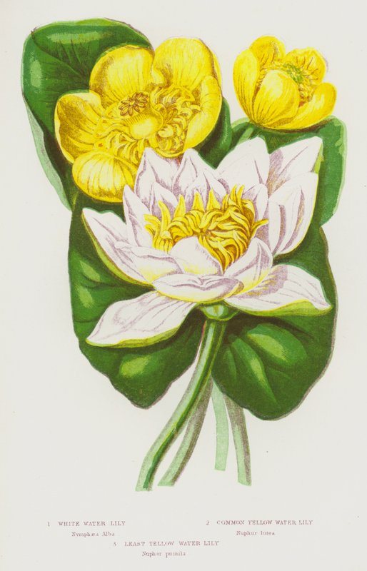 Blomstrende planter i Storbritannien: White Water Lily, Common Yellow Water Lily, Least Yellow Water Lily (farvelitografi) af English School