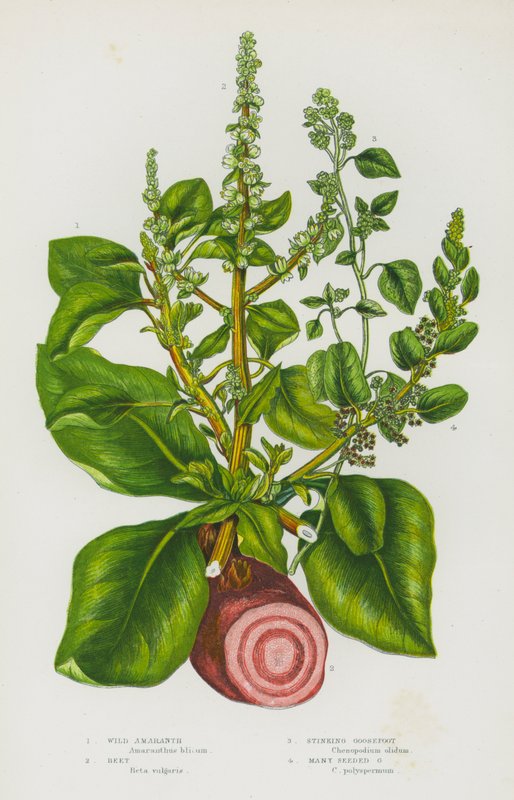 Blomstrende planter i Storbritannien: vild amaranth, roer, stinkende gåsefod, mange frøet gåsefod (farve litho) af English School