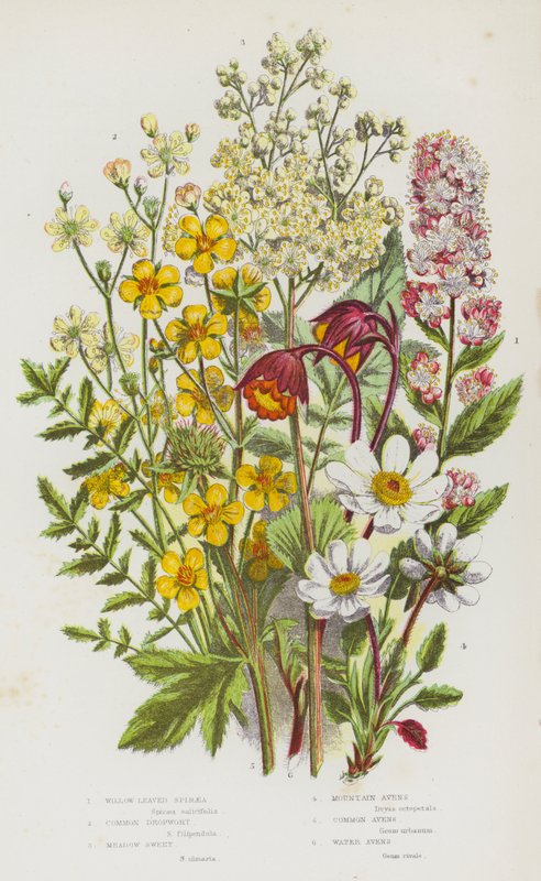 Blomstrende planter i Storbritannien: Pilbladede Spiraea, Almindelig Dråbeurt, Meadow Sweet, Mountain Avens, Almindelige Avens, Water Avens (farve litho) af English School