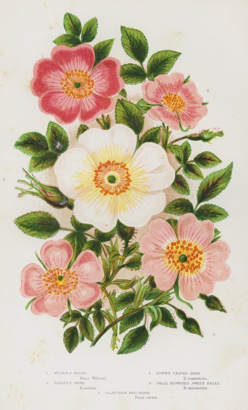 Blomstrende planter i Storbritannien: Wilson