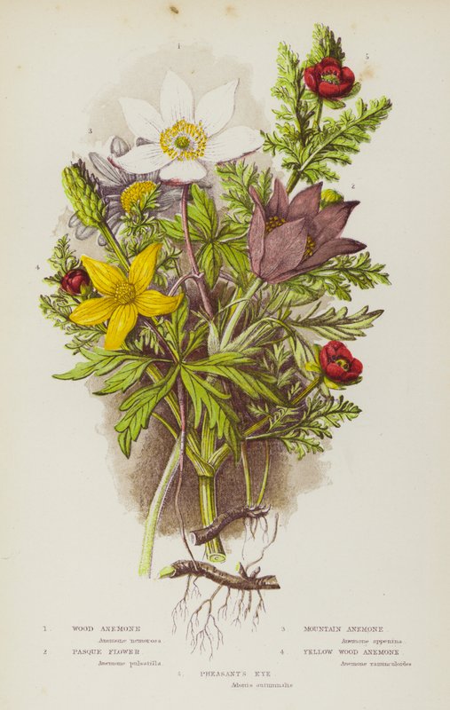 Blomstrende planter i Storbritannien: Skovanemone, Pasque Flower, Mountain Anemone, Pasque Flower, Yellow Wood Anemone, Pheasant