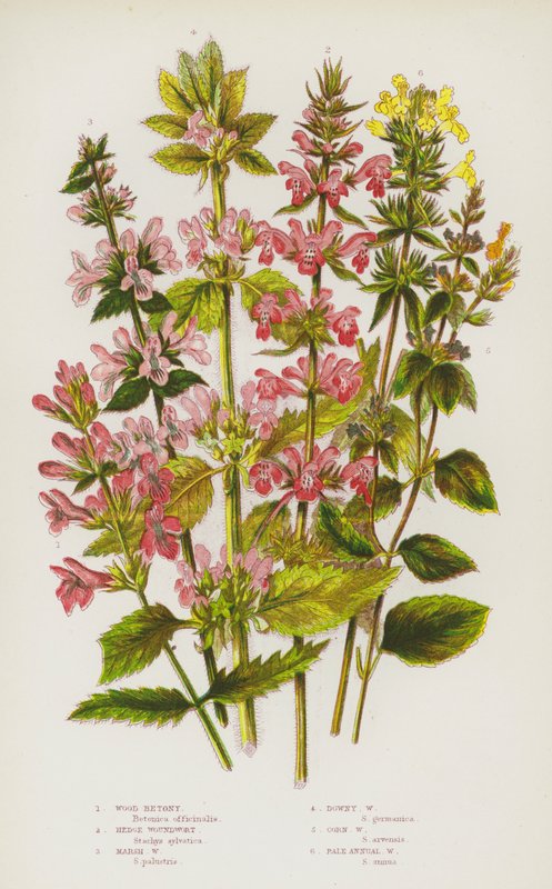 Blomstrende planter i Storbritannien: Træbetony, Hedge Woundwort, Marsh Woundwort, Dunet Woundwort, Corn Woundwort, Bleg Annual Woundwort (farve litho) af English School