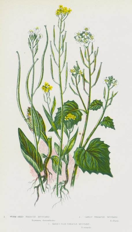 Blomstrende planter i Storbritannien: Ormefrø sirupsennep, hvidløgssirupsennep, hare-øre sirupsennep (farve litho) af English School