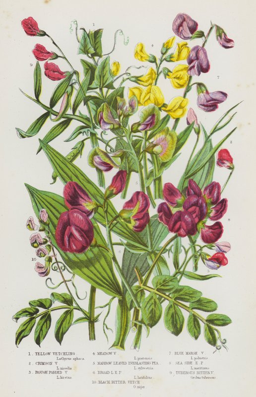 Blomstrende planter i Storbritannien: Gul vikker, Crimson Vikker, Ru Podded Vikker, Eng Vikker, Smalbladet Evighedsært, Bredbladet Evighedsært, Sort Bitter Vikker, Blue Marsh Vikker, Havsideærter, Evighedsært af English School
