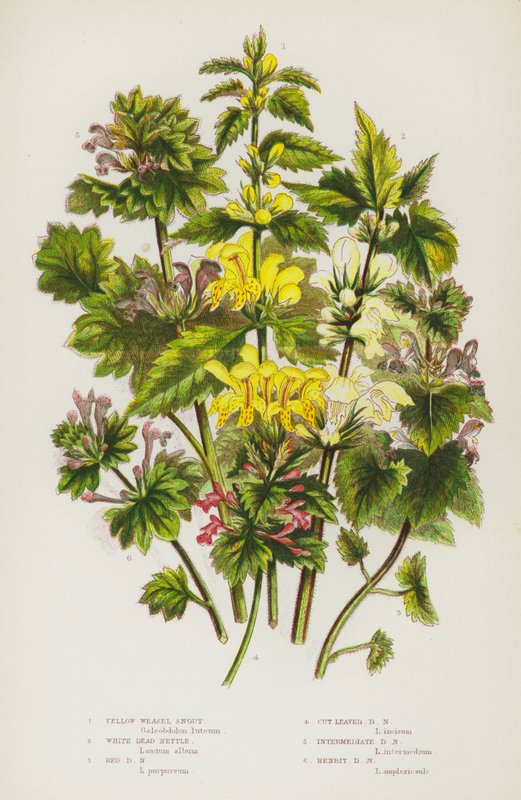 Blomstrende planter i Storbritannien: Gul væselhale, hvid brændenælde, rød brændenælde, snitbladet brændenælde, mellemstor brændenælde, stor brændenælde (farvelitografi) af English School