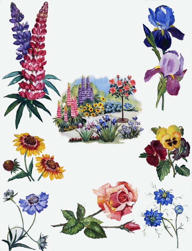 Blomster af English School